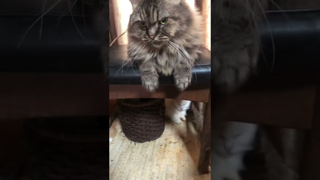 辻斬りツィポール（セルカークレックス）