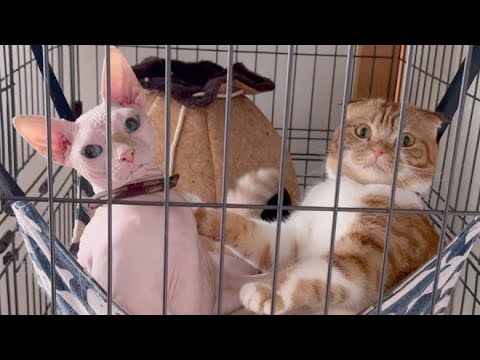 二人で留守番してもらおうと思ったら...【スフィンクス猫】