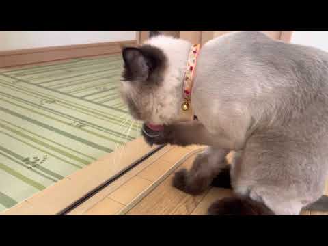 ヒマラヤン　サマーカット✨　キレイ好きにゃん💕