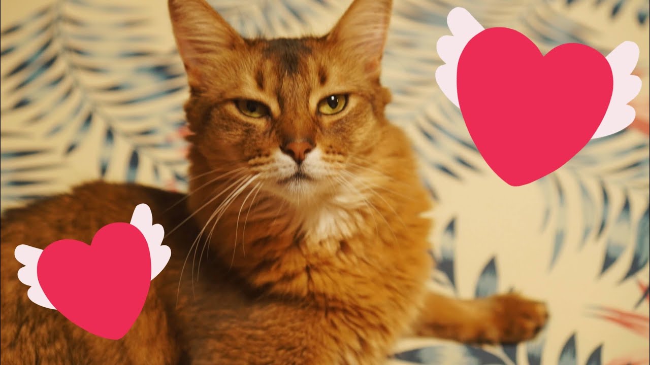 【至福のソマリ】ブラッシングが気持ちいい猫 #shorts