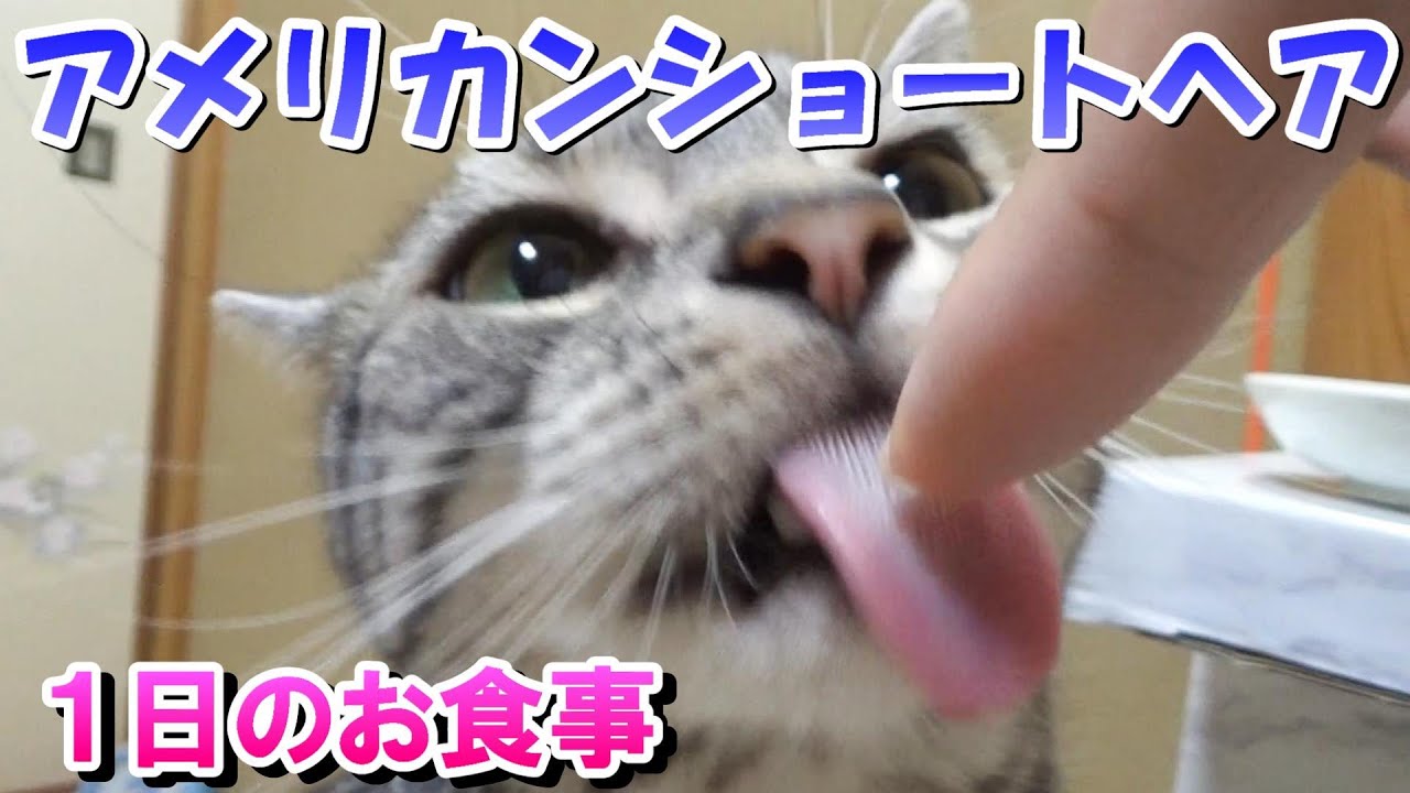 猫の１日のお食事（アメリカンショートヘア）