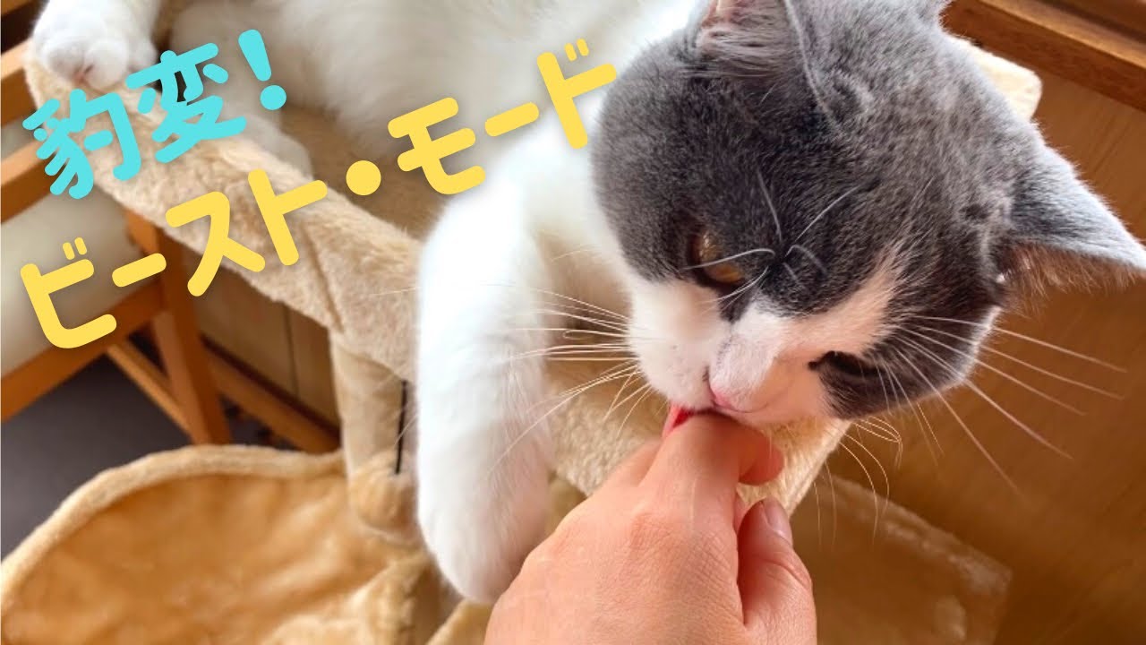 興奮するハチワレ猫は触ると危険です【ブリティッシュショートヘア】