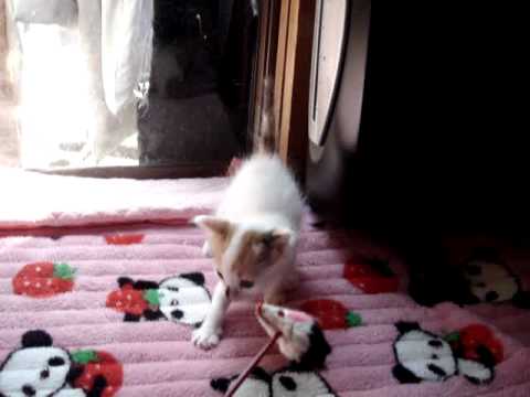 ターキッシュバン子猫　5週目