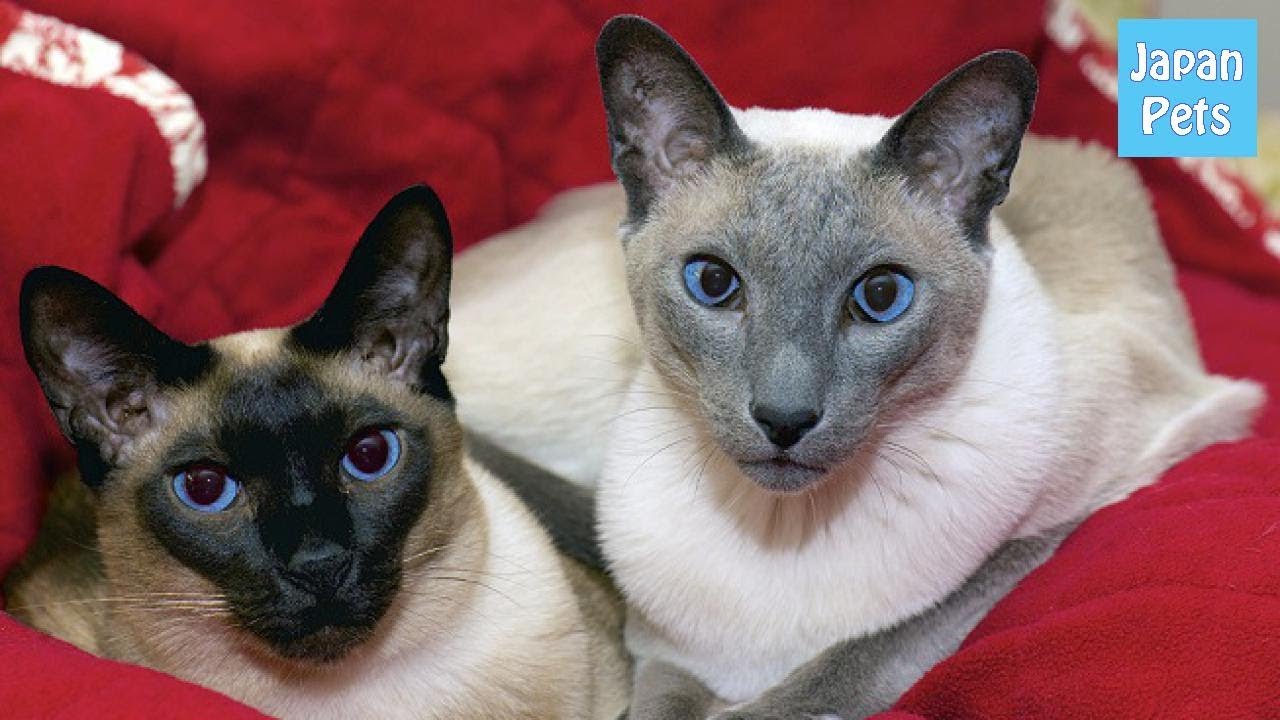 シャム(Siamese）タイ王国の歴史から紐解くシャム猫の秘密 - Japan Pets