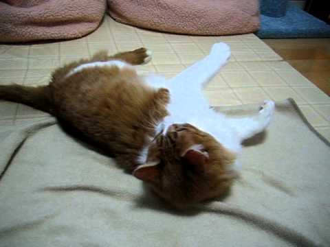 琥珀 vs ワイヤーバード