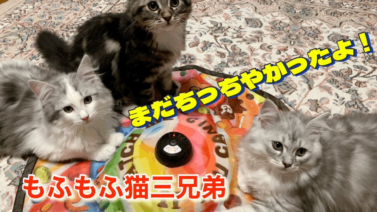 ぴょんぴょん動き回る猫ラガマフィン三兄弟達！まだちっちゃかった頃は激しかったですＷ