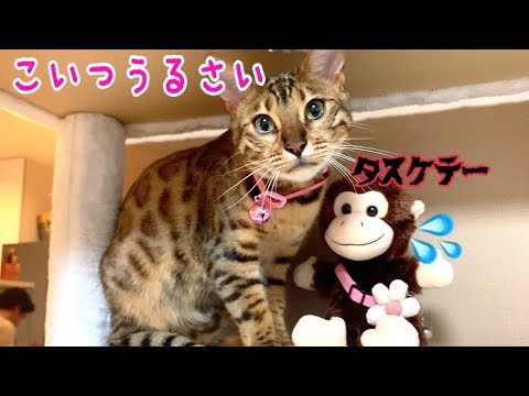 うるさい猿をメッタメタに攻撃するベンガル雌猫リンちゃん