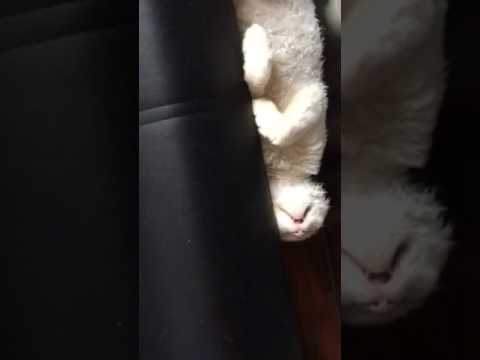 デボンレックス