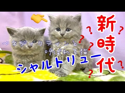 【ベネディクティンってどんな猫？】シャルトリューのロングヘアタイプ