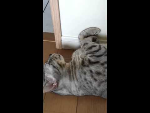 エジプシャンマウの寝姿