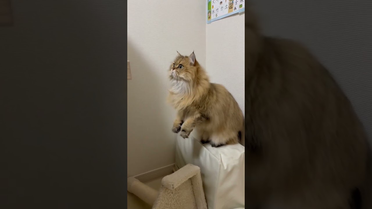 【う～マンボ♪】かわいいペルシャ猫【面白い猫動画】