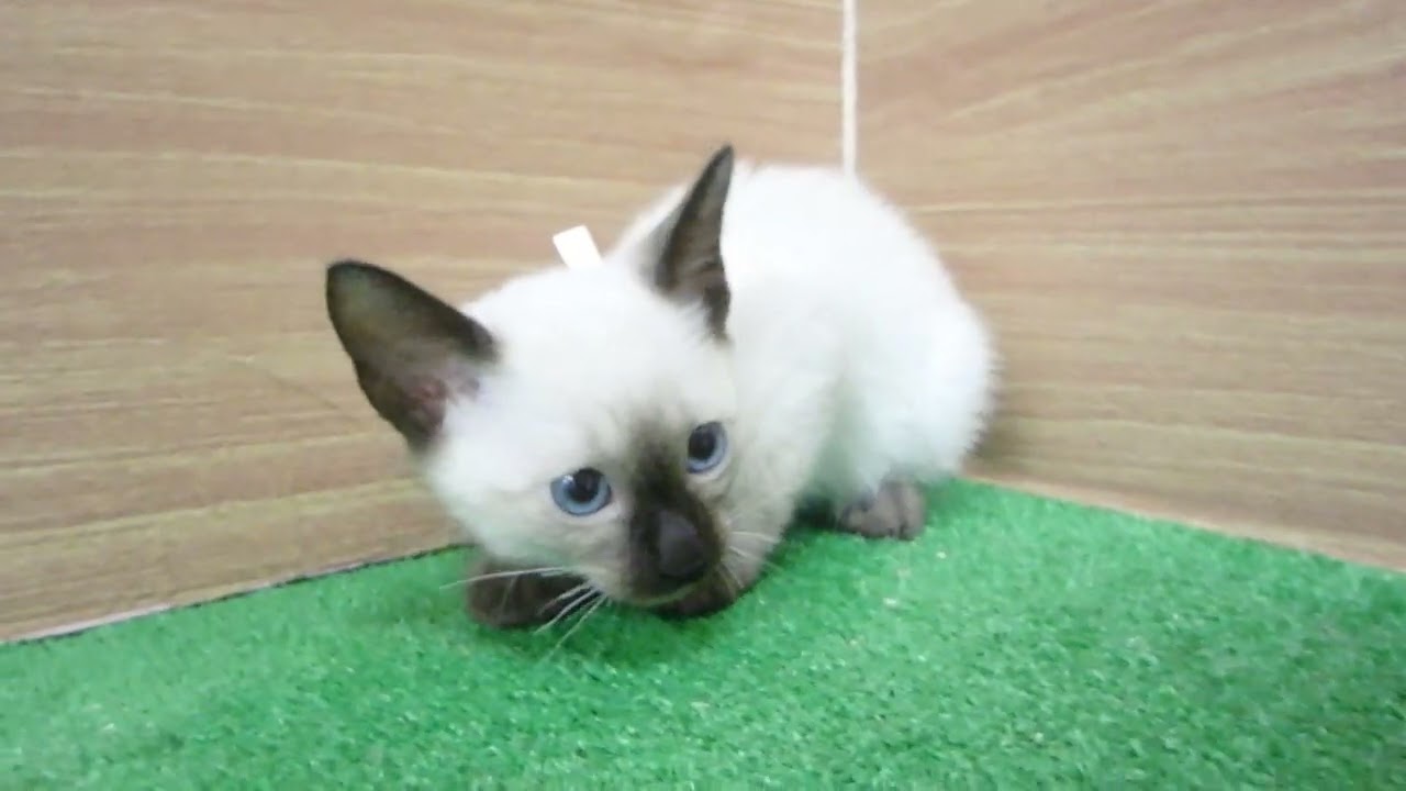 00600504 トンキニーズ