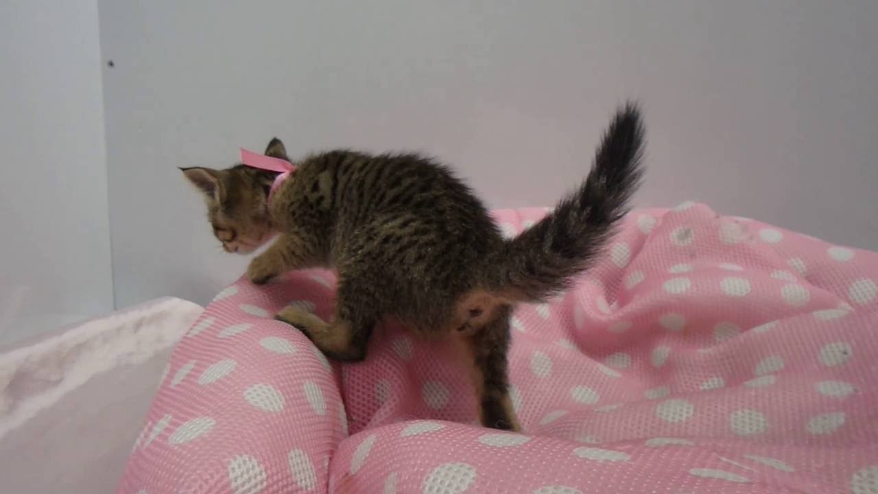 297983 オシキャット