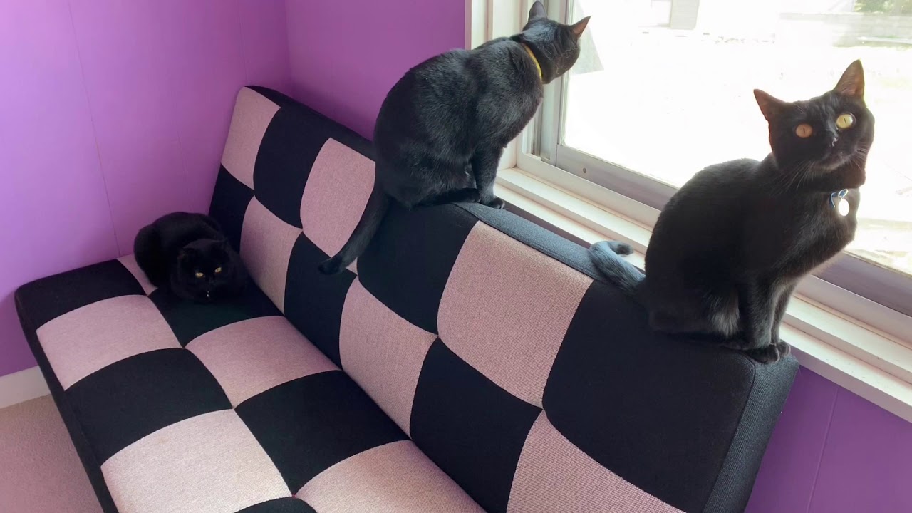 平和な猫達の日常風景☆黒猫ボンベイ