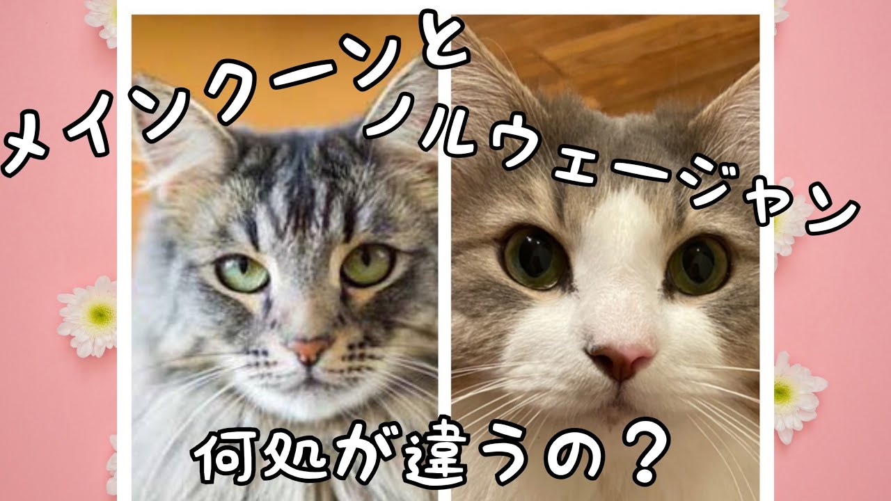 ノルウェージャンフォレストキャットとメインクーンの違いを解説【ノルウェージャンフォレストキャット】