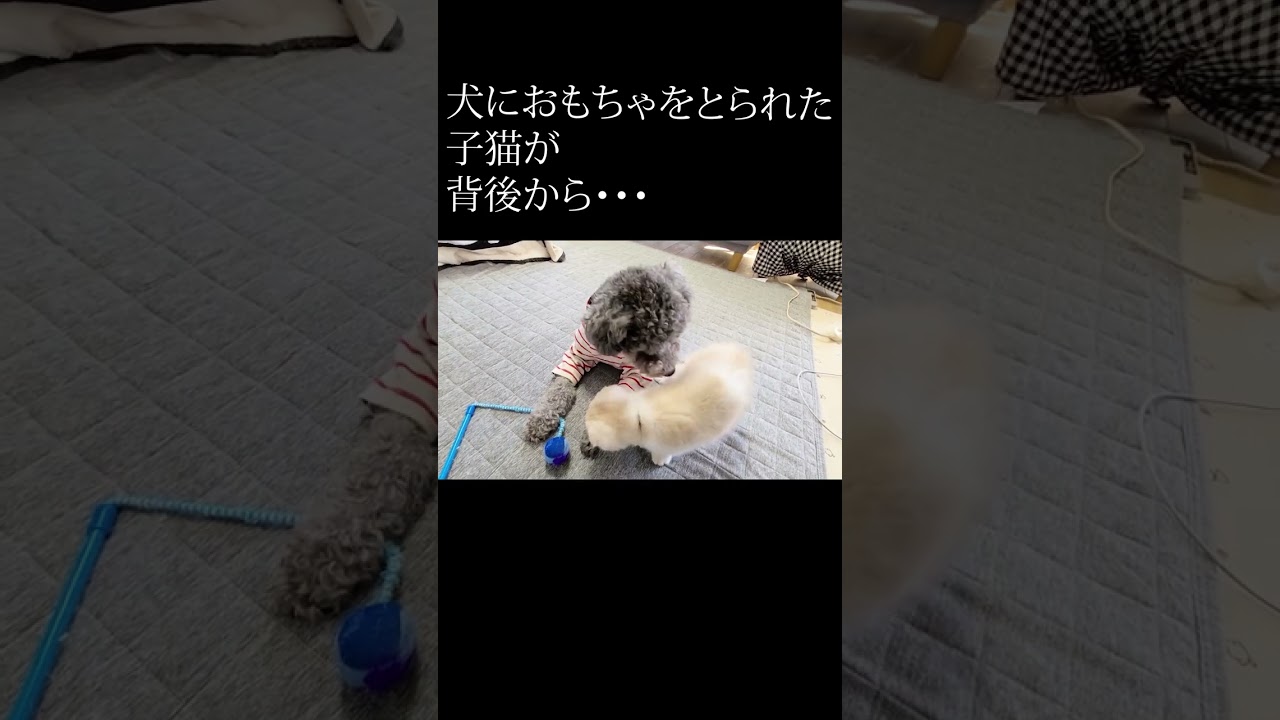 おもちゃをとられた子猫が背後から犬を...#shorts