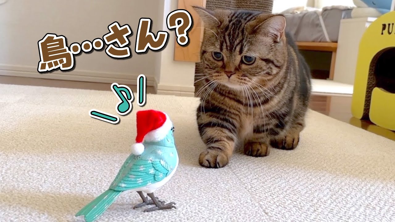 鳥が好きな猫に歌う鳥をプレゼントしたら反応が可愛すぎた！