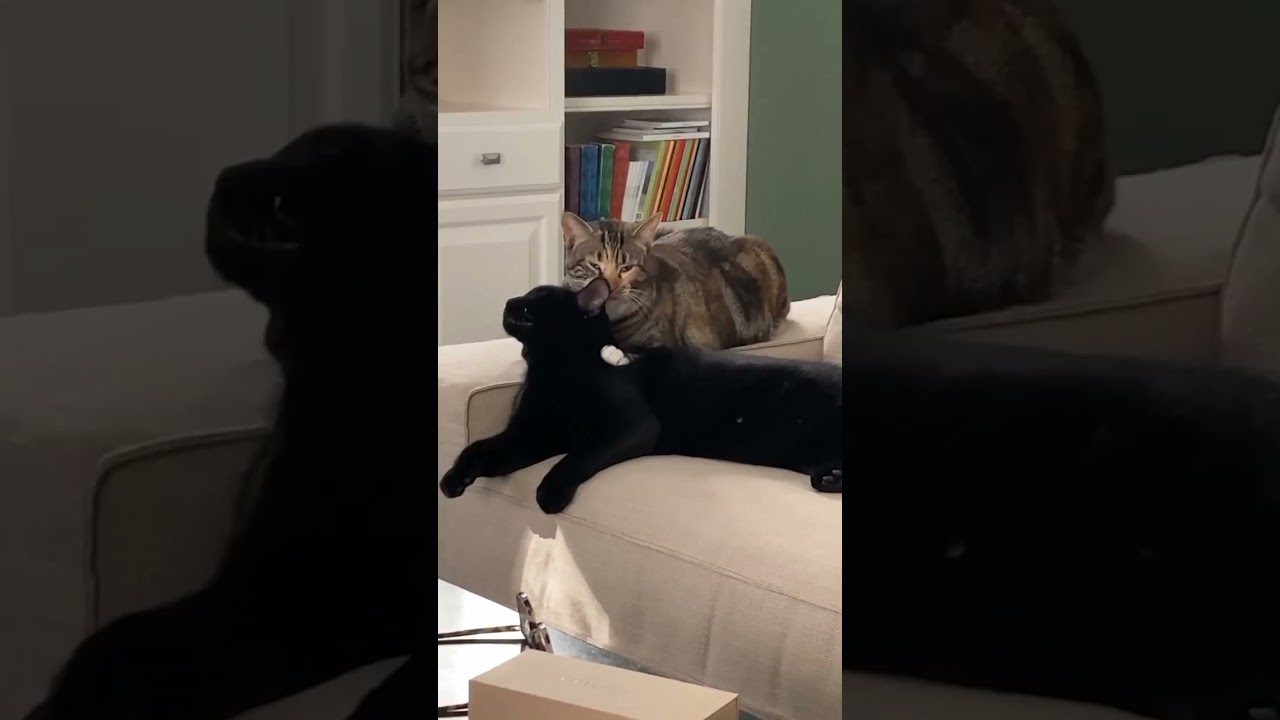 Tube Cats.Cute Brown Cat Is lovinTo Black Cat