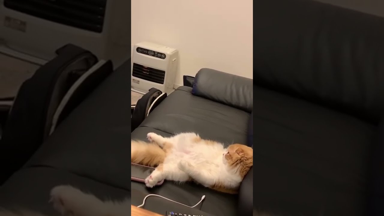 人間が憑依した子猫【スコティッシュフォールド】