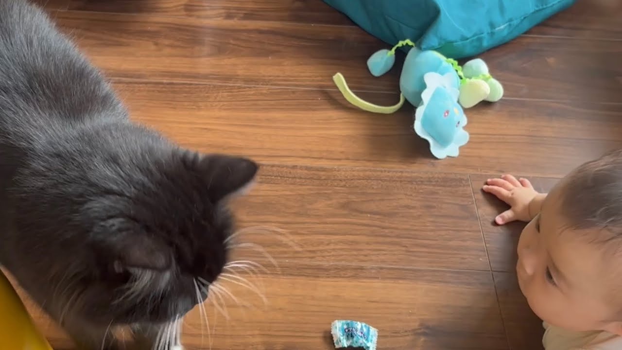 赤ちゃんを大好きな飴玉遊びに誘う猫　ラガマフィン　cat inviting baby to play