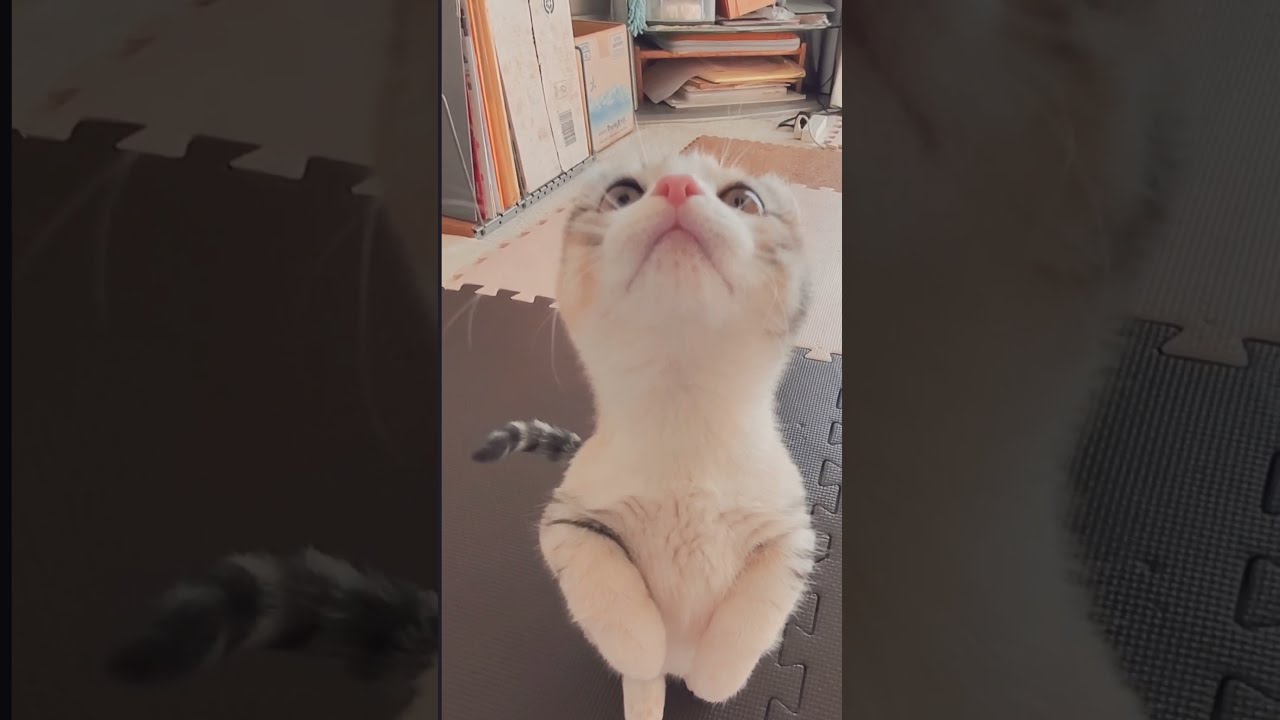 [子猫] (短足マンチカン×アメリカンカール)キンカロー~二足立ちの子猫の鳴き声が可愛いです  #S4