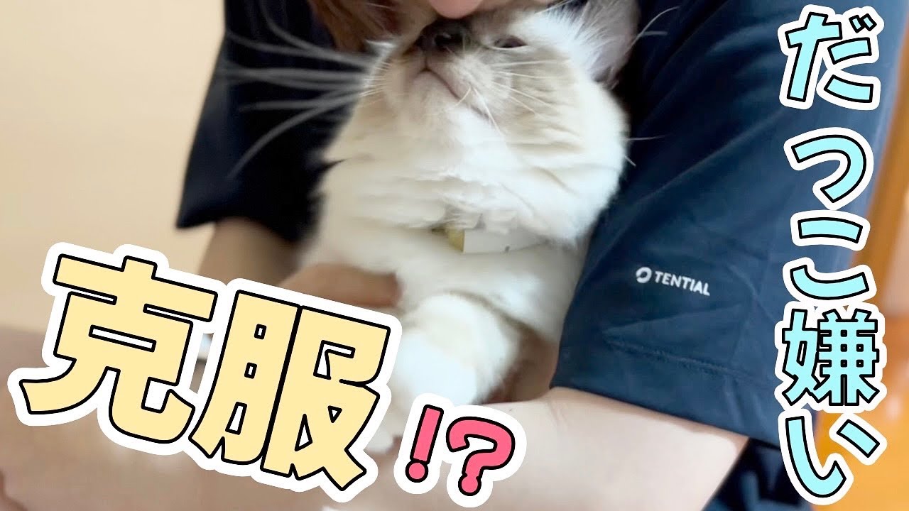 抱っこ苦手な愛猫と特訓してみた【バーマン】