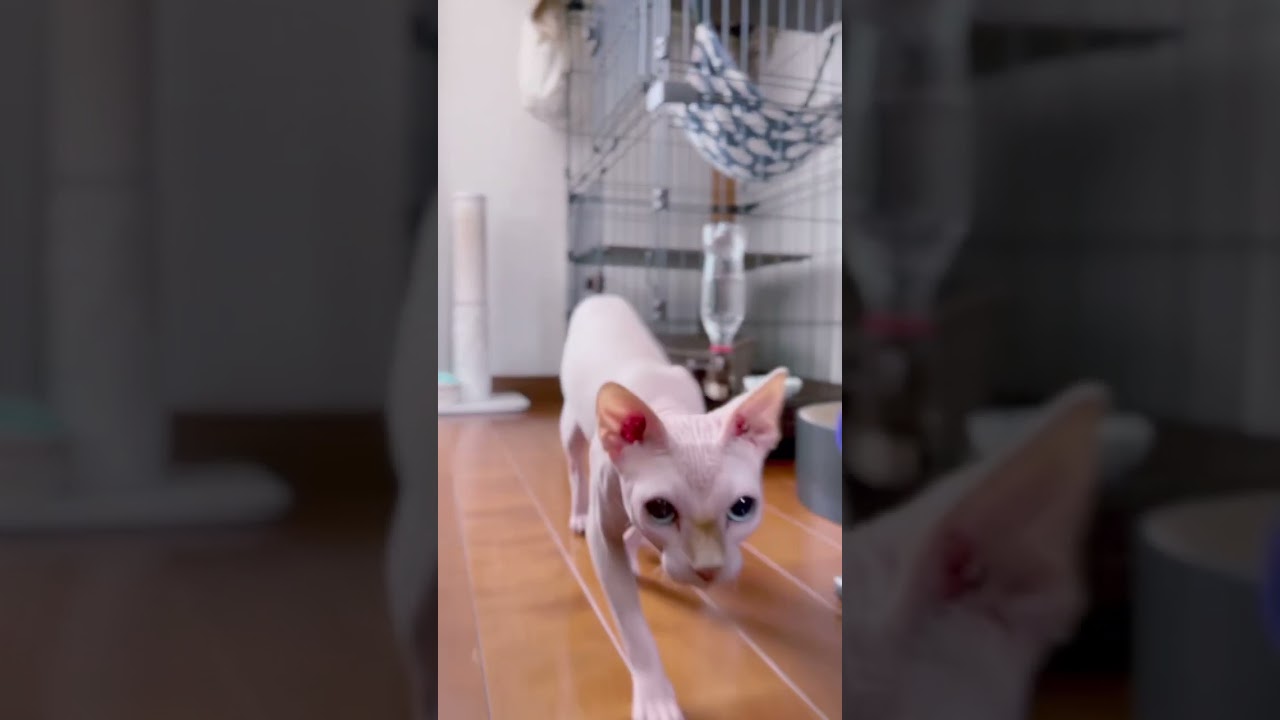 スフィンクス猫がこっちに向かって迫ってくる！ #seashanty  #shorts