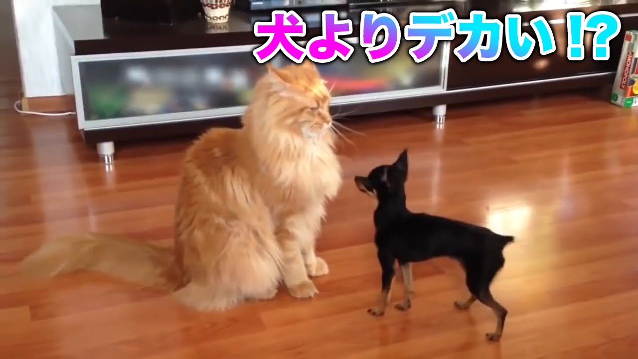 【メインクーン】巨大な体にかわいい鳴き声！！かわでか猫ちゃんメインクーン！【猫】