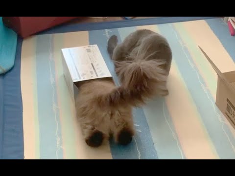 ヒマラヤンのおしりpart2。