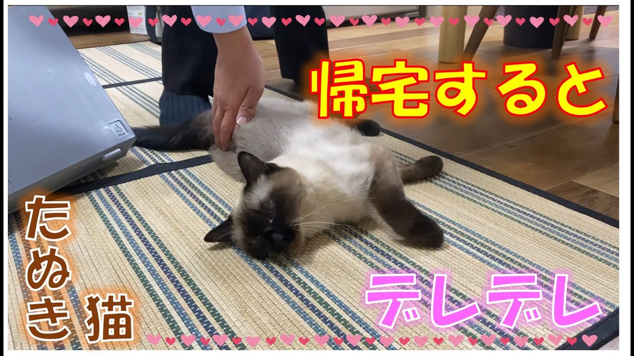 帰宅するとデレデレになるたぬき猫【シャム猫】