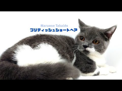 【ブリティッシュショートヘアー】ナデナデ大好き！