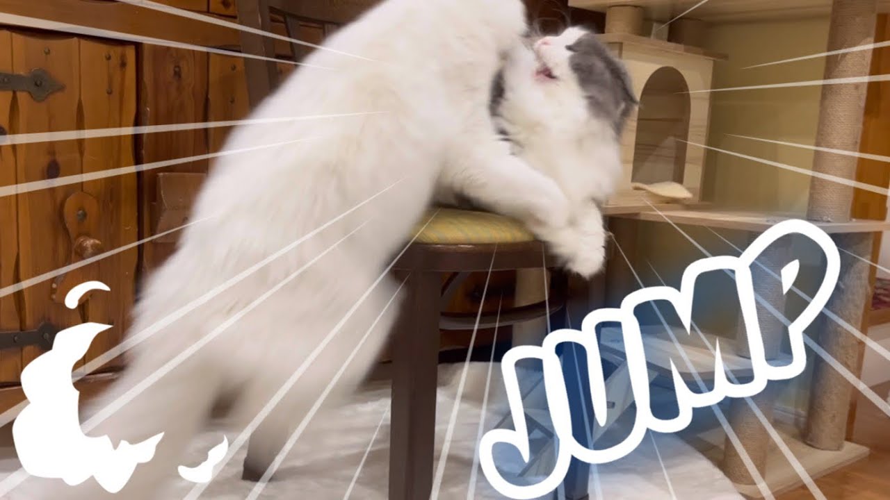【猫ジャンプ】ターキッシュアンゴラのカンガルージャンプww