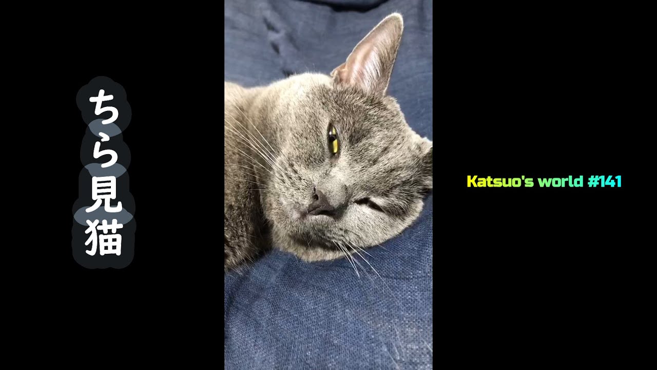 チラ見する猫【シャルトリュー】#Shorts