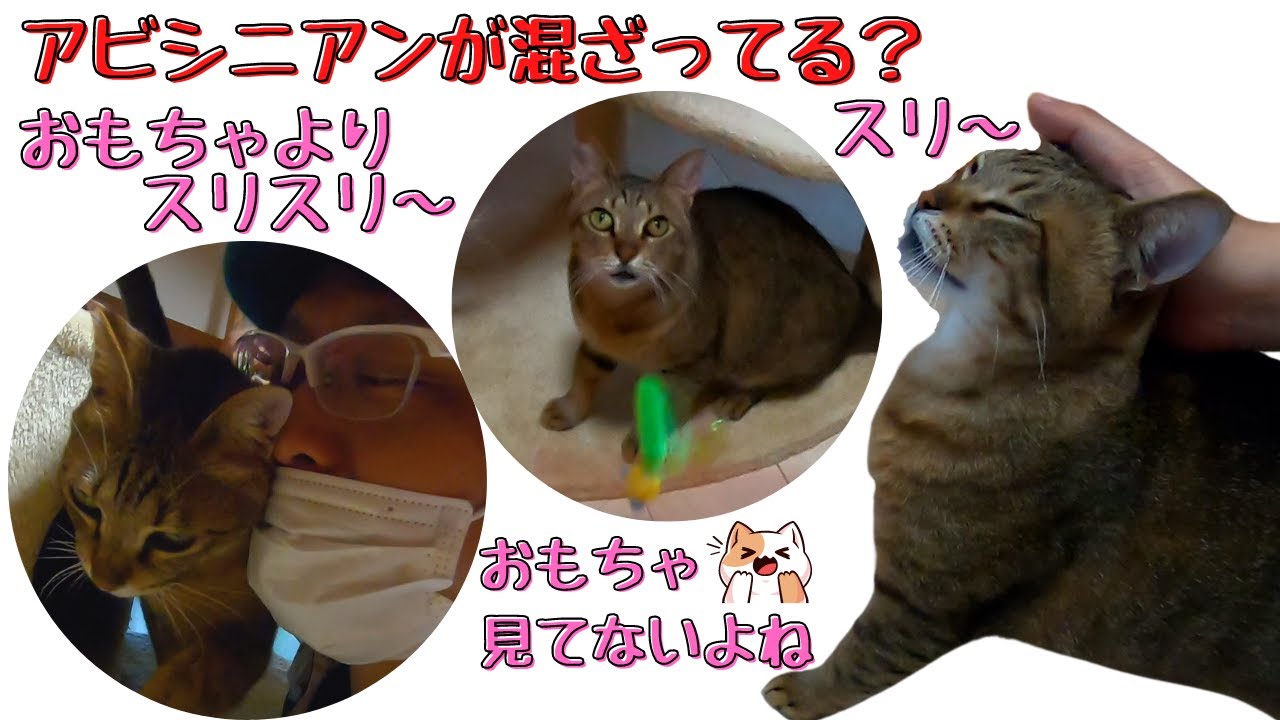 アビシニアンっぽい？キジトラおもちゃよりもスリスリ甘えたい（保護猫カフェキャットスペース）中崎町　Brown tabby cat similar to Abyssinian
