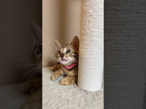 生後51日目のベンガル三兄弟 #shorts