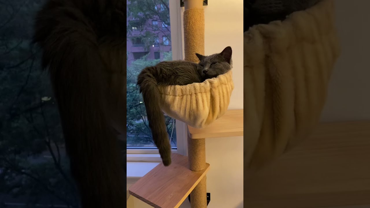 Sleepyhead cat #russianbluecat #newyorkcitylife #catlife #shorts #shortsvideo #ロシアンブルー #猫動画