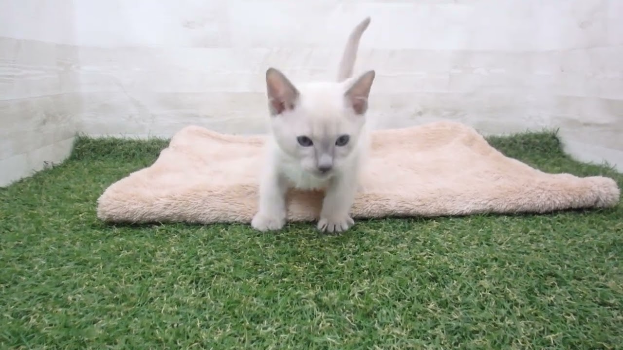 00589514 トンキニーズ