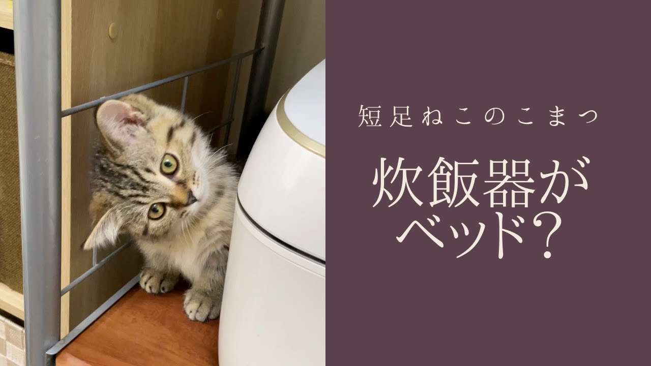 【短足仔猫】炊飯器の横がお気に入りの寝床です #Shorts