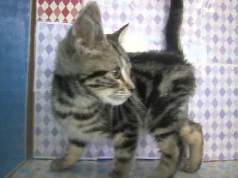 ペットショップCOO&RIKU　236471　アメリカンショートヘア