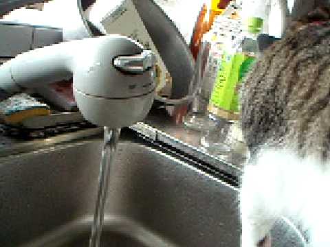 日本猫
