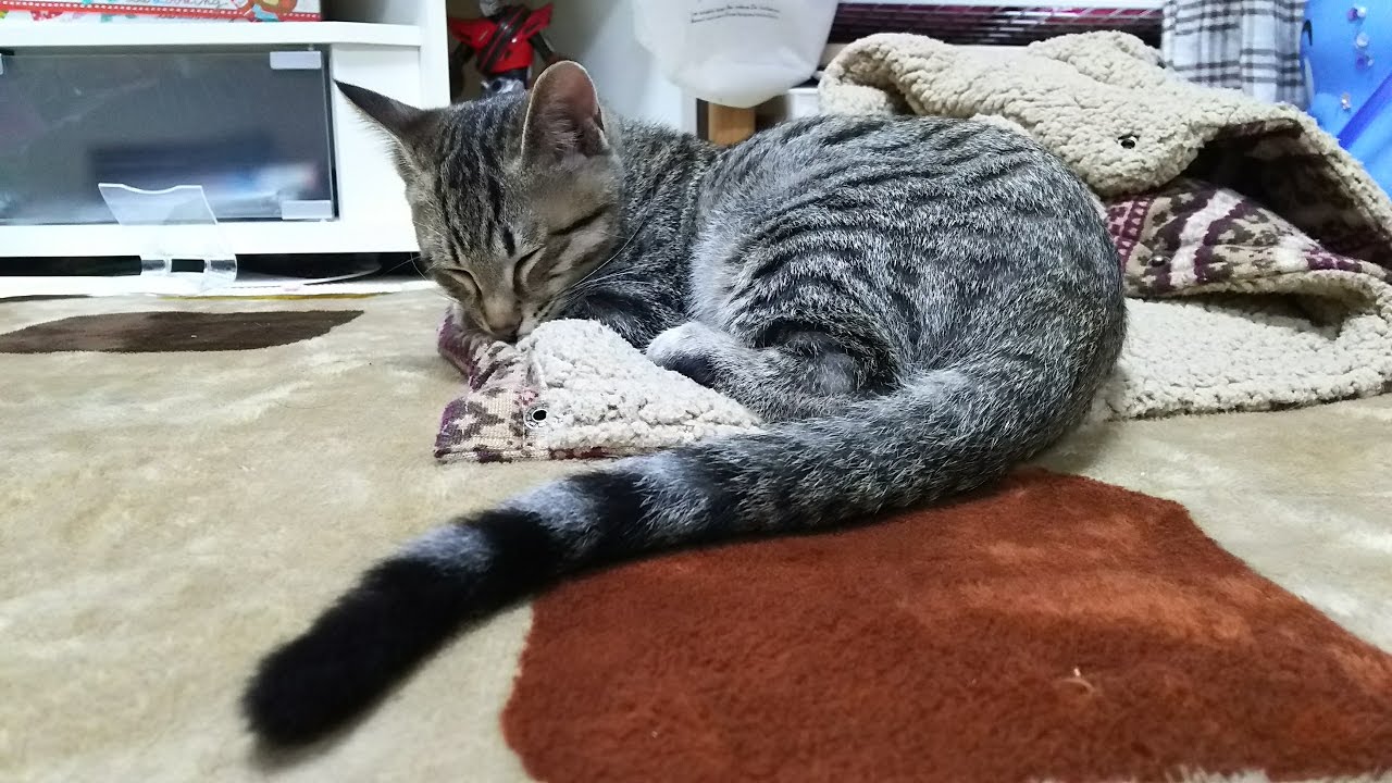 子猫を保護☆にゃむの成長記録46☆～おしっぽの長さを堪能！？～Growth record of kitten Nyamu～satisfied with a tail of Nyamu～