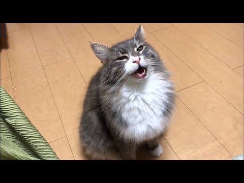 可愛い声で甘える猫 ノルウェージャンフォレストキャットCute voice cat.Norwegian Forest Cat.