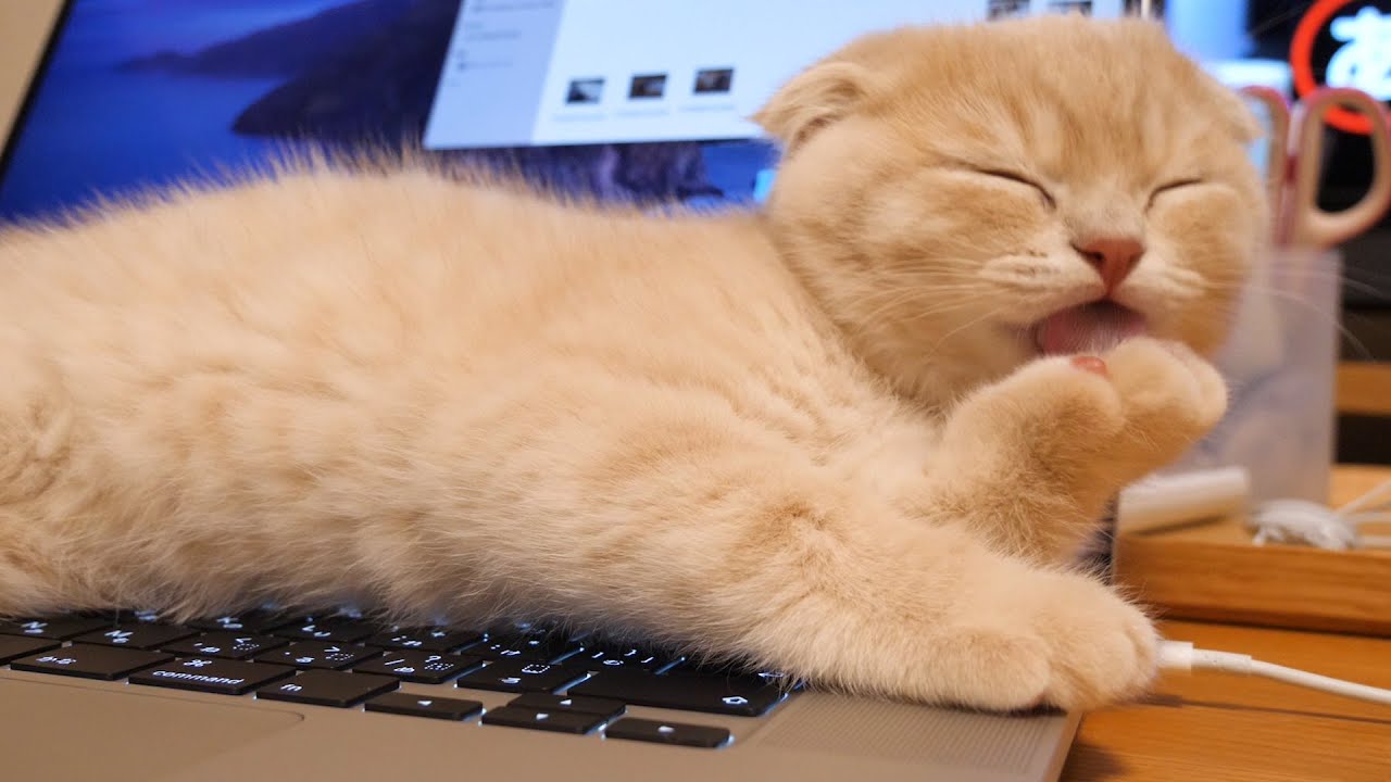 かまってほしくて仕方ない子猫の子猫がかわいい…スコティッシュフォールドつむの子猫の成長記録 kitten and baby