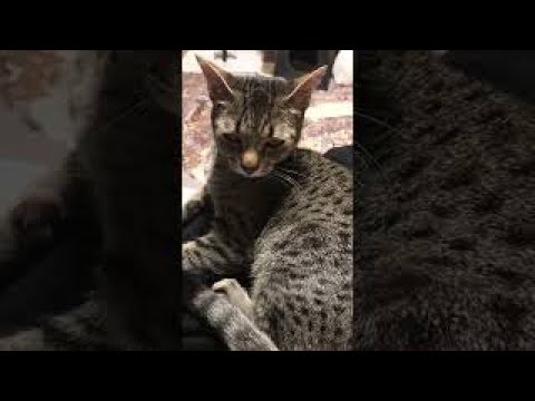 寝落ち寸前の猫 【エジプシャンマウ】#Shorts / Cat on the verge of falling asleep