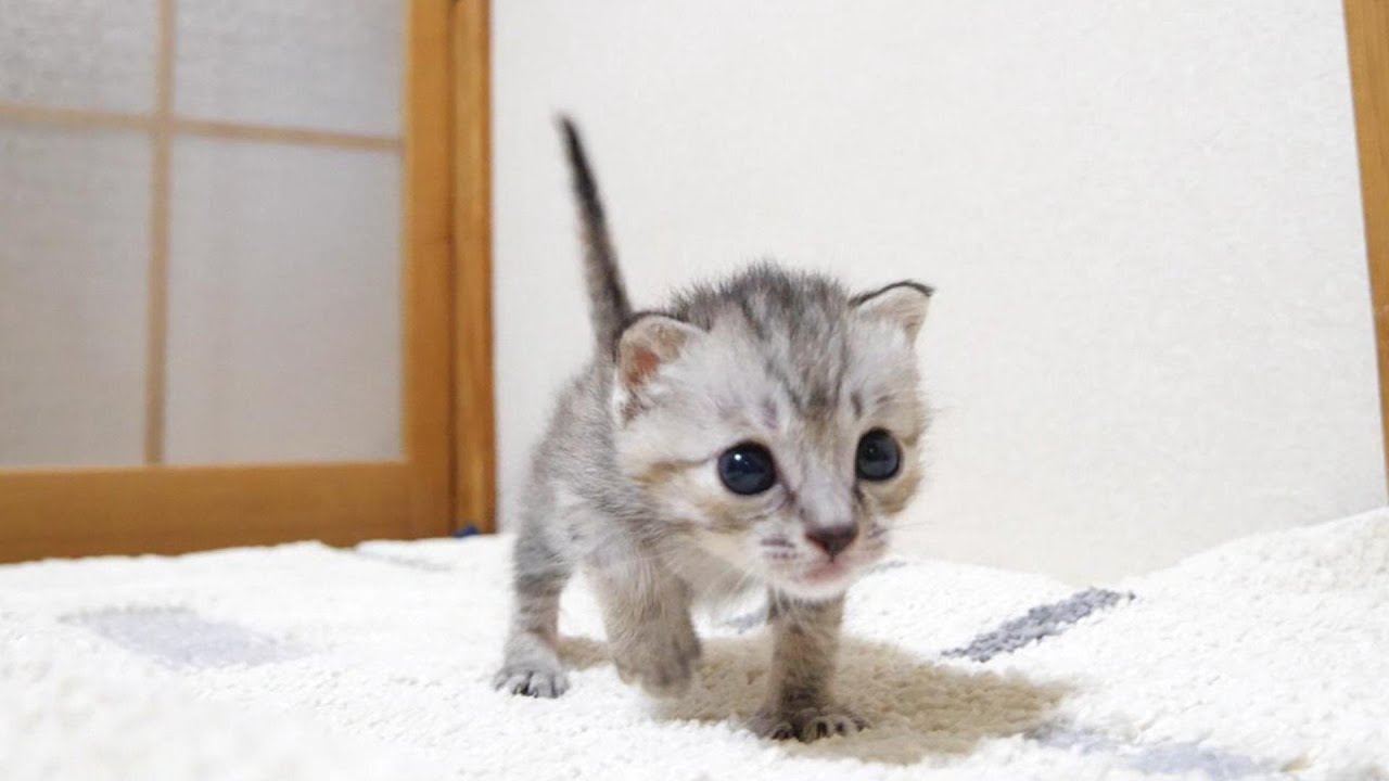 ミルクと勘違いした子猫がうれしそうな顔で近づいてくる。まだミルクの時間じゃないですよ。【赤ちゃん猫　保護猫】