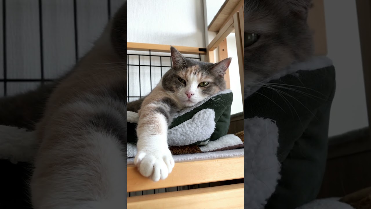 お眠モードな時はこの姿勢！！マンチカンねこの神楽さんの可愛い姿がこちらです...w #shorts