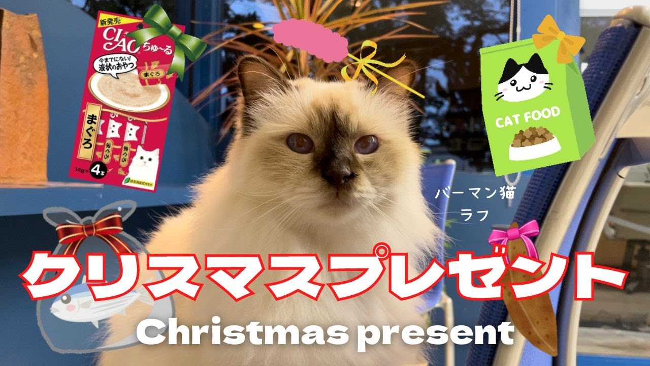 にゃにをお願いしようかニャ？【クリスマスプレゼント】Christmas present（バーマン猫）Birman/Cat