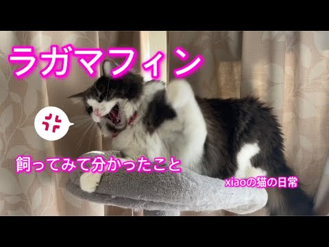 【ラガマフィン】飼ってみて分かったこと