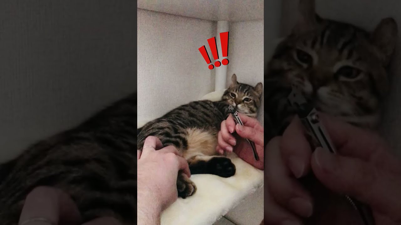 爪切りで不機嫌になる子猫が可愛い　/キンカロー　マンチカン×アメリカンカール　#Shorts