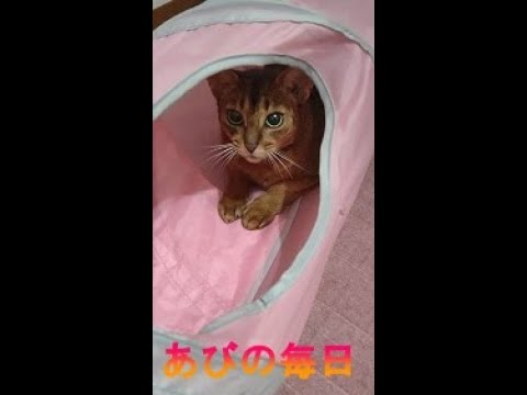 ネコ動画あび＃248　あびの毎日　アビシニアン　あび